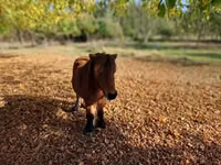 Cheval, Chevaux — photo 1