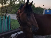 Jument, Chevaux — photo 1