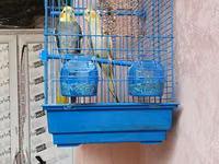 Növ: Nimfa (Cockatiel) cütlük Təsvir: Şəkillərdə göründüyü kimi iki — foto 3