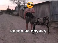 雄ヤギ, Kamori goats — 写真 2