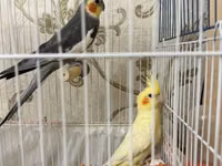 Məhsul: Nimfa (cockatiel) cütü və qəfəs dəsti Dişi ve Erkek, disi 6 — foto 1