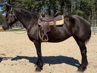 Klisna, Percheron — foto 4