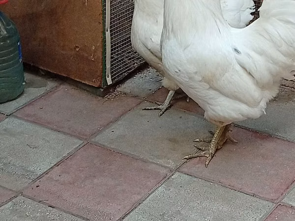 Australorp