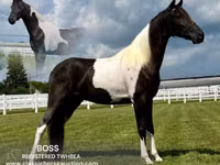 حصان, Tennessee Walking Horse — الصورة 1