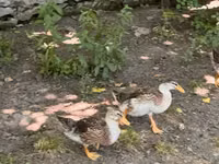 Ducks — foto 3