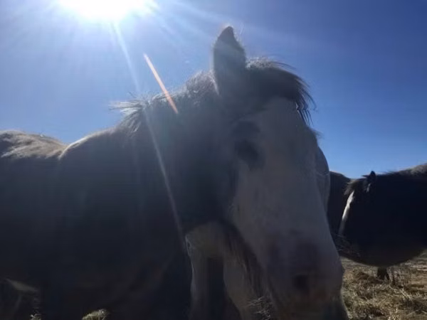 Cavalo, Gypsy horse