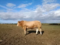 Boğa, Blonde d’Aquitane cattle — foto 1