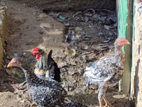 Chickens — zdjęcie 2