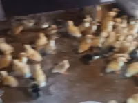 Ducks — foto 5