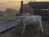 காளை, Swiss cattle — புகைப்படம் 1