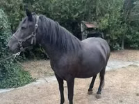 Madyan, Hucul pony — foto 7
