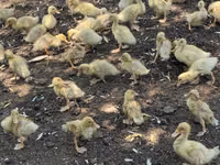 Ducks — Foto 2