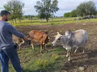 Touro, Zebu — foto 5