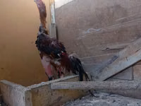 Köhnə İngilis Game — foto 2