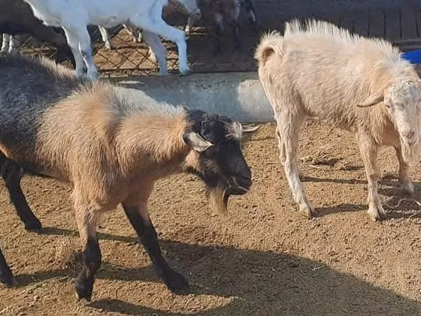 ஆண் வெள்ளாடு, Saanen goat