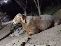 Baran, Arashan sheep — zdjęcie 1