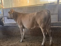 Cow, Swiss cattle — photo 1