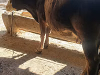 Vaca, Raça Alatau — foto 1