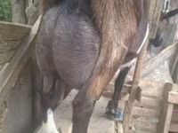 ஆண் வெள்ளாடு, Alpine goat — புகைப்படம் 4