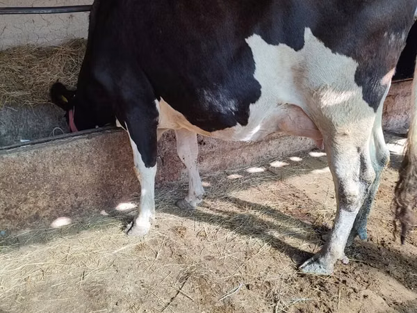 Vaca, Raça Holstein