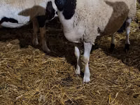 Qoç, Dorper sheep — foto 2