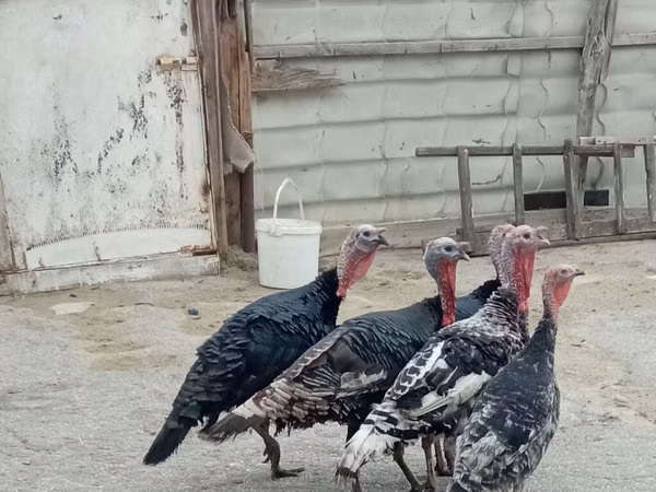 Turkeys — Azerbaijão