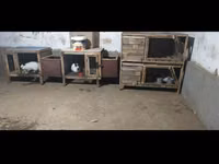 Клетки для кроликов — புகைப்படம் 3