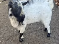 Oğlak, Nigerian dwarf goats — foto 1