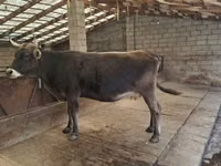 Krowa, Swiss cattle — zdjęcie 1