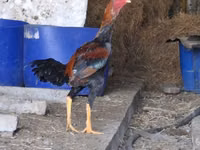 Chickens — ფოტო 1