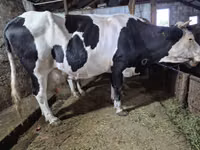 Krava, Russian Black pied cattle — foto 4