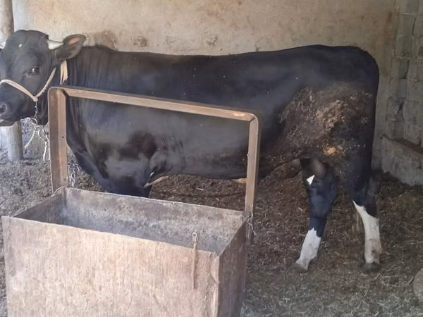 Bull, Cattle