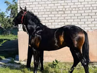 Cavalo, Swedish warmblood horse — foto 2
