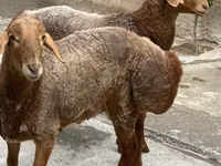 Baran, Owce — zdjęcie 3
