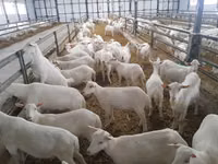 თხა, Nubian Goat — ფოტო 3