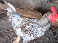 Chickens — zdjęcie 6