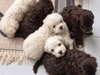 Məhsul: Toy pudel balaları • Növ: Toy Poodle (miniatür) • Mənşə — 照片 4