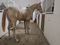 Caballo, Akhal-Teke — foto 2