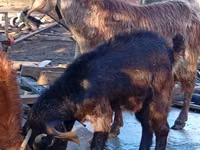 Oğlak, Keçiler — foto 5