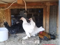 Chickens — foto 1