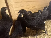 Australian Pit Game fowl — Foto 1