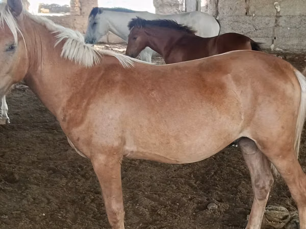 雄馬, Kazakh horse