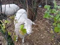公羊, Sheep — 照片 4