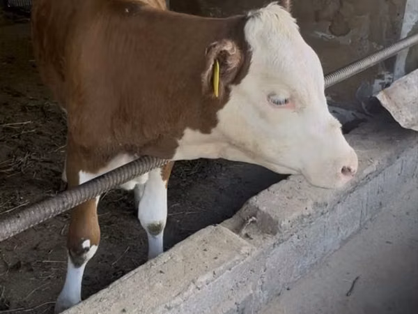 Bull, Simmental cattle