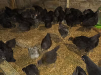 Australorp — foto 1