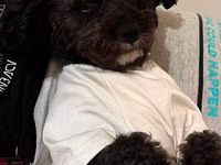 1 yaş 7 aylıq Maltipoo cinsi cütləşdirmək üçün dişi axtarılır hər şeyi — Foto 4