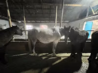 Égua, Cavalos — foto 3