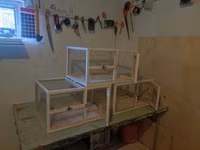 Dovşan,hamster,şinşila,bildirçin,cücə,xamyak,pişik,quş ve s kimi ev — zdjęcie 2