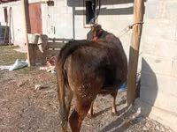 Krowa, Swiss cattle — zdjęcie 2