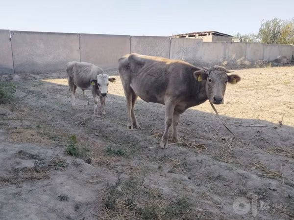 Krava, Skot